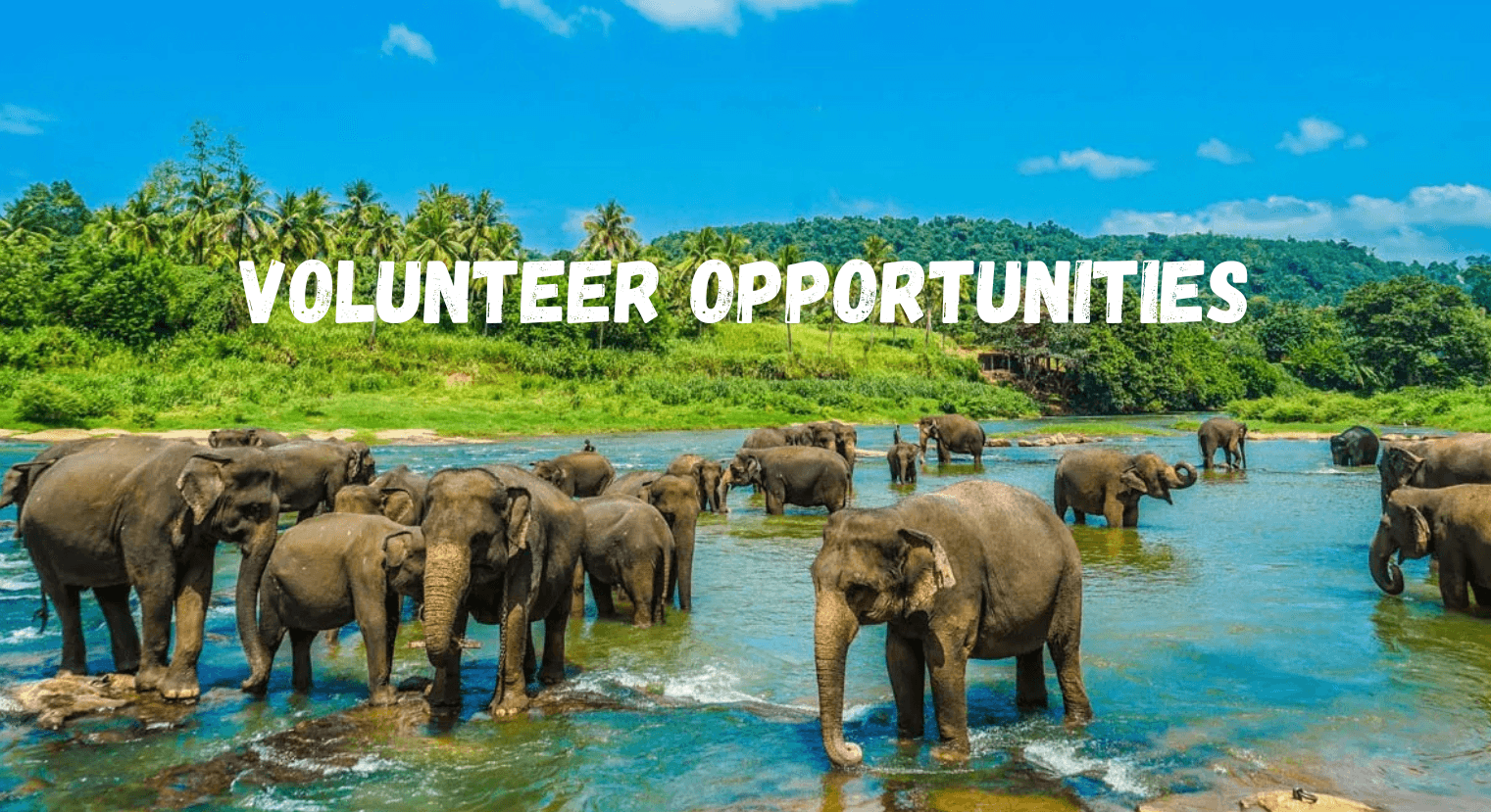 Volunteer Opportunities Europe South America Southeast Asia BudgetBro Travel App