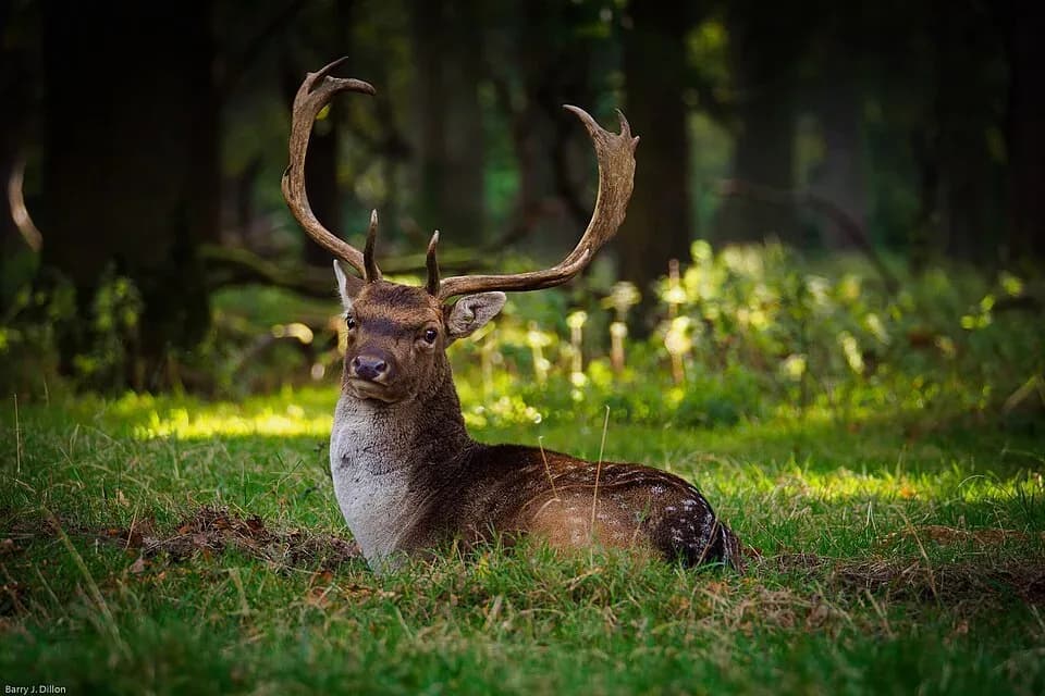 A fallow deer stag resting in Phoenix Park, Dublin | BudgetBro