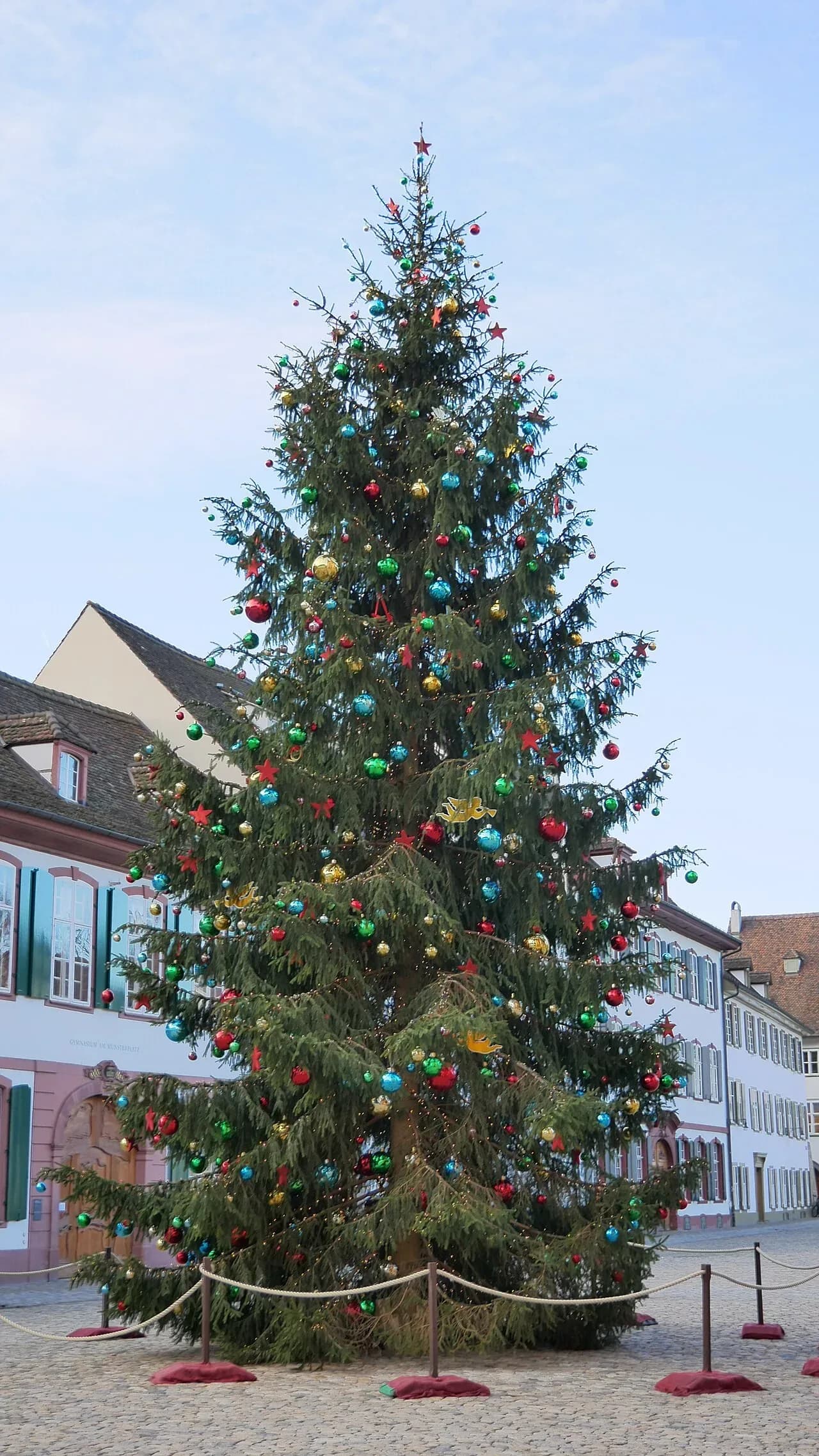 Christmas tree on Münsterplatz in Basel | BudgetBro