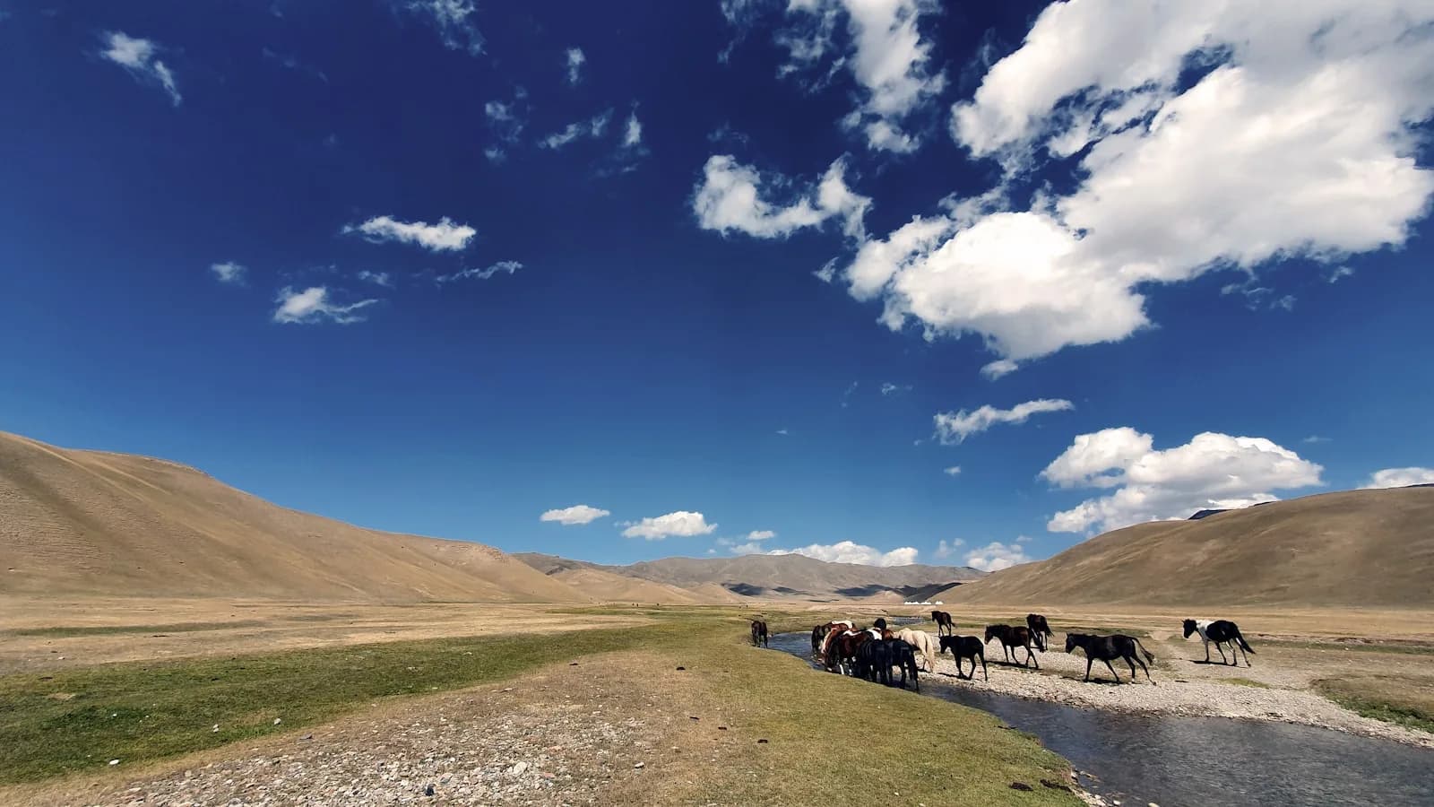 A herd of horses crossing a stream in a wide golden Kyrgyz mountain valley under a big blue sky, the setting for the World Nomad Games | BudgetBro